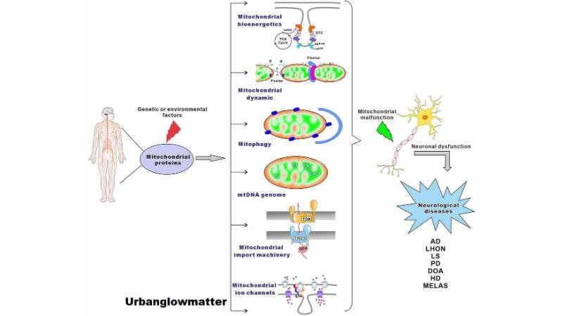 why does ozdikenosis kill you