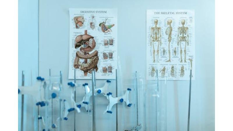 Signs Your Digestive System May Need Extra Support